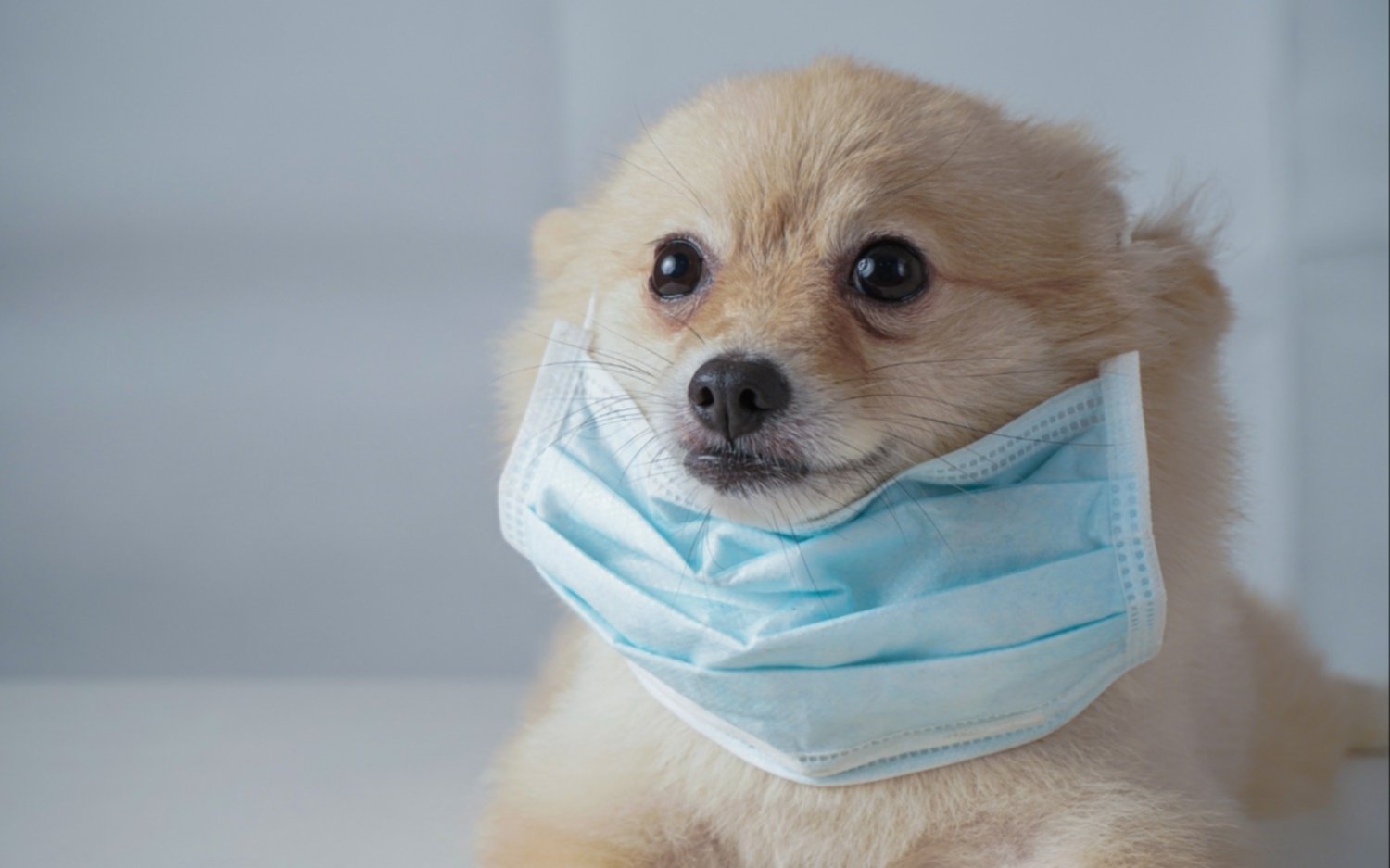 Detectaron casos graves de coronavirus en perros y gatos contagiados con la variante británica