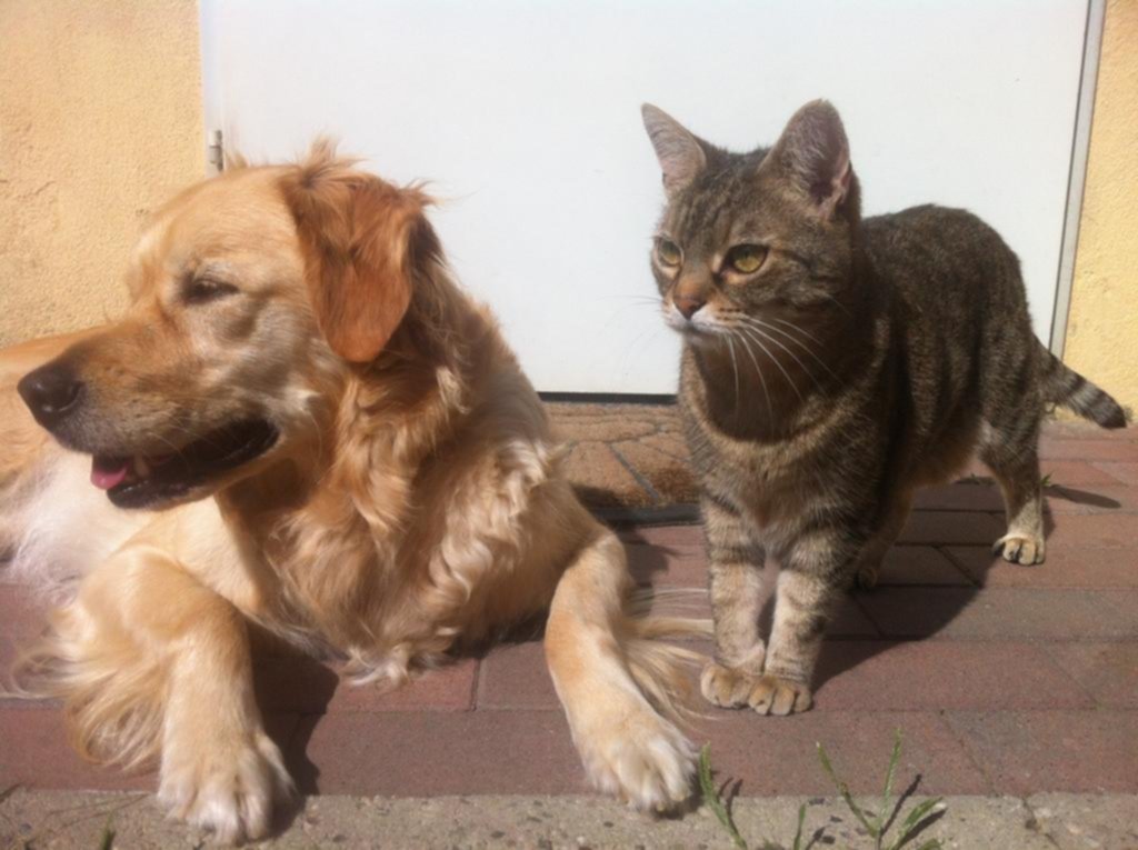 Detectan que los perros y los gatos pueden sufrir también cuadros graves de coronavirus