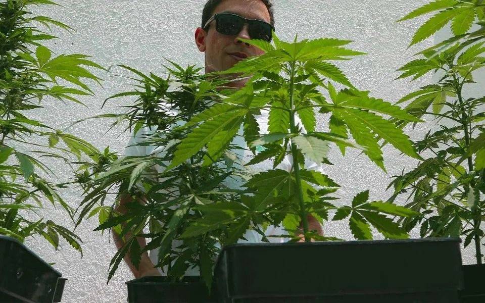 Robó una planta de marihuana y lo asesinaron de un tiro en el pecho
