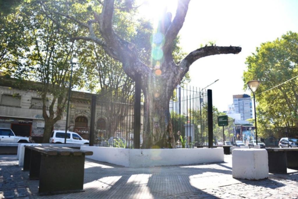 Nuevo vallado para el Jacarandá de 8 y 61 y mejoras en la plazoleta