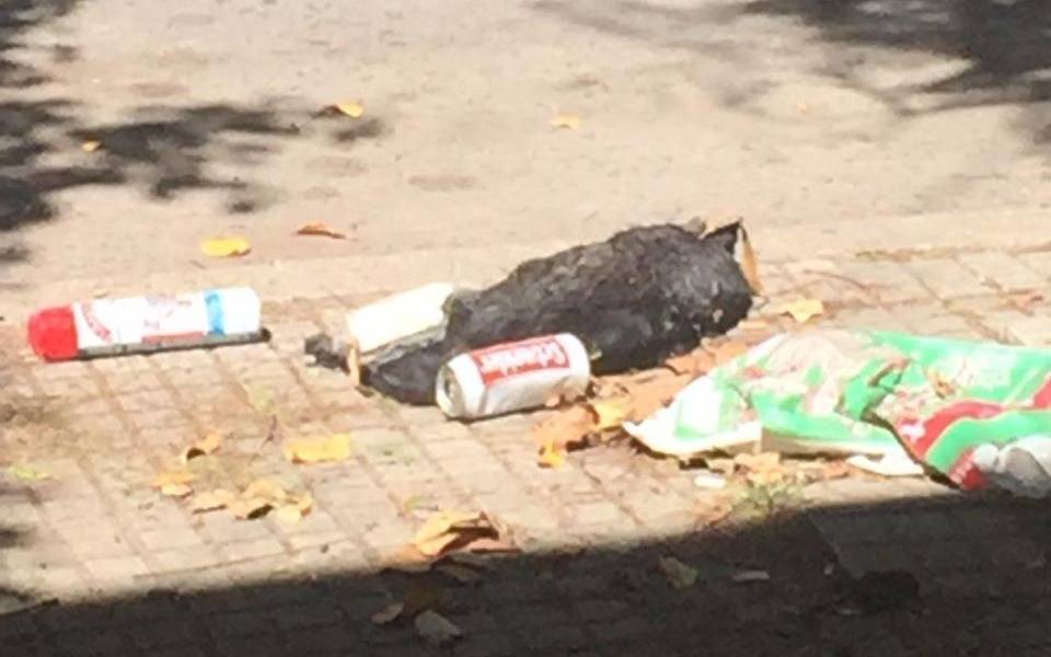 "Desde el domingo hay un animal muerto en la vereda", denunciaron vecinos de 14 y 63