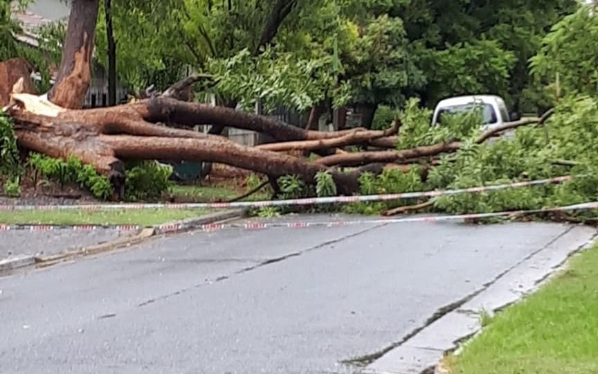 Se cayó un árbol en City Bell y bloqueó una calle