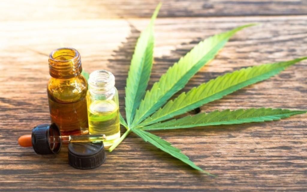 Cuál es el municipio bonaerense, primero del país, autorizado a cultivar cannabis medicinal