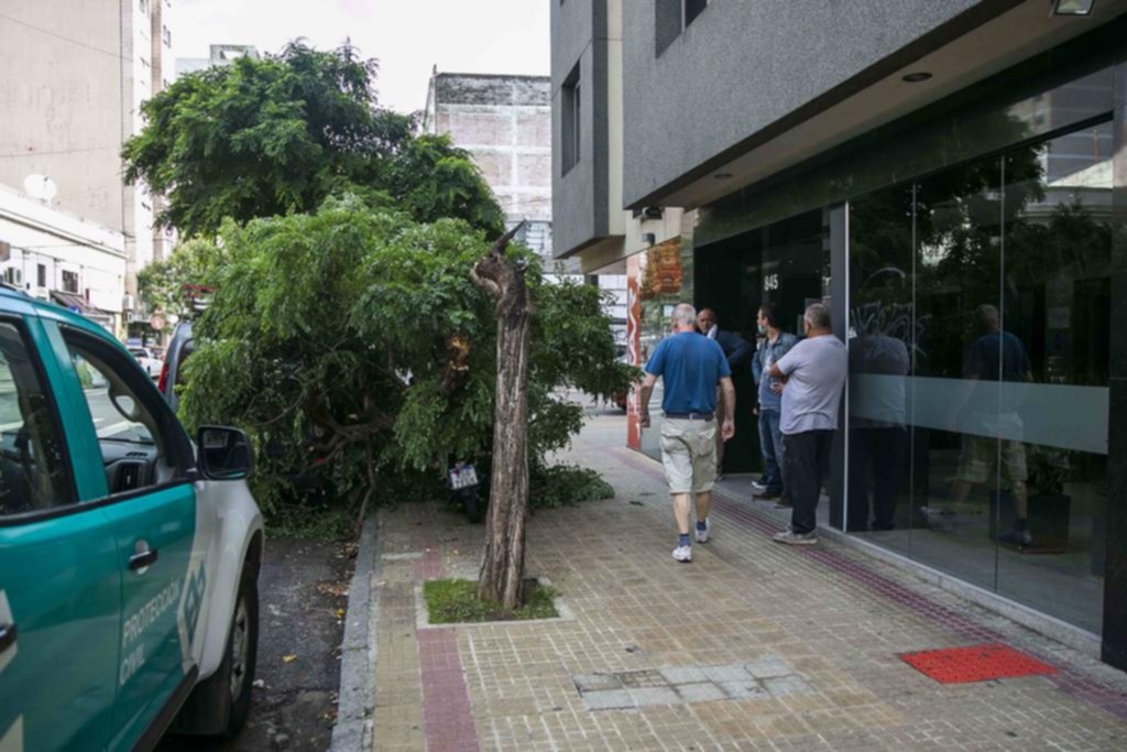 Enorme susto en 48 entre 11 y 12 al caer la enorme copa de un árbol