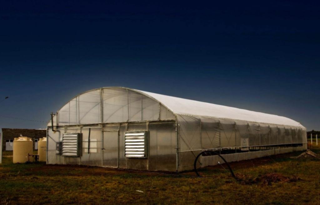 General La Madrid, el primer municipio del país autorizado a cultivar cannabis medicinal