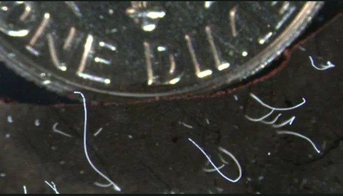 Insólito hallazgo: descubren una bacteria que se ve a simple vista