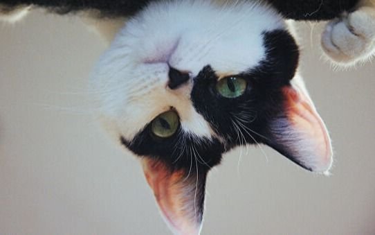 Imponen sanciones contra gatos rusos y la medida se debatió en redes
