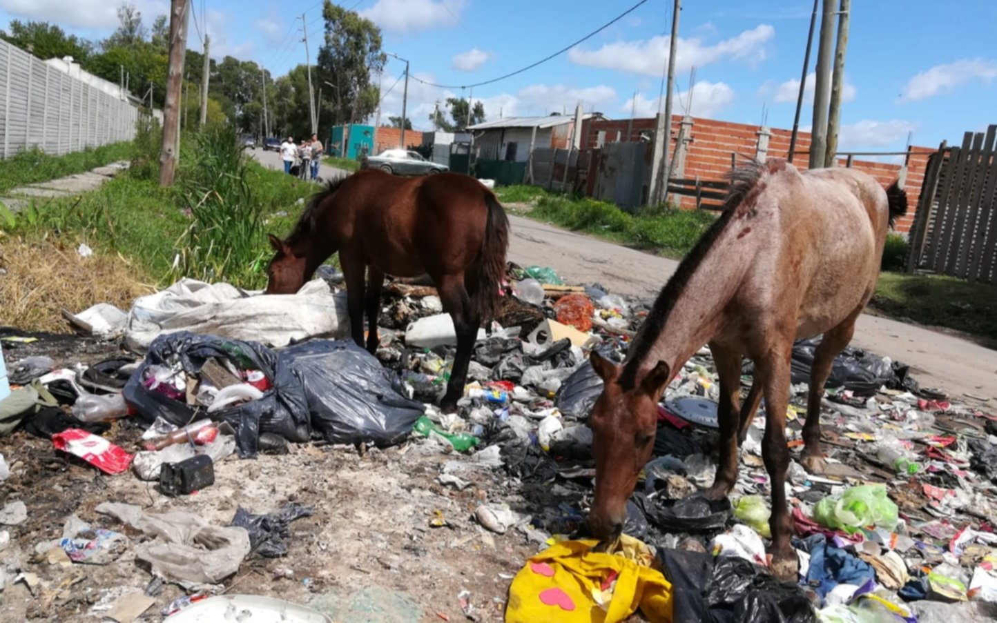 Caballos sueltos en calle 604 y 121 preocupa a los vecinos 