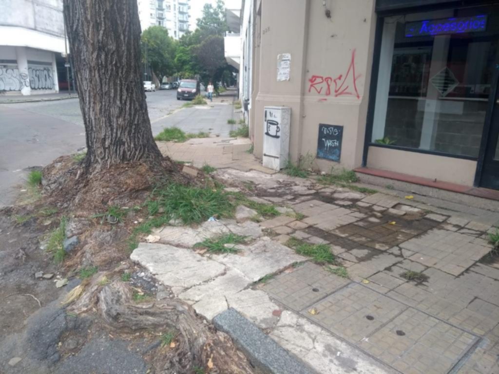 Un árbol rompió cañerías y veredas en pleno centro