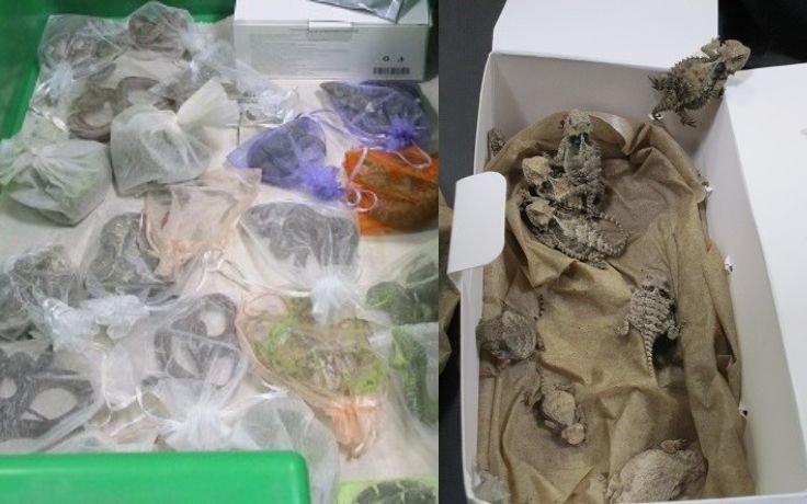 Llevaba escondidos en su ropa 9 serpientes y 43 lagartijas para pasar de contrabando  