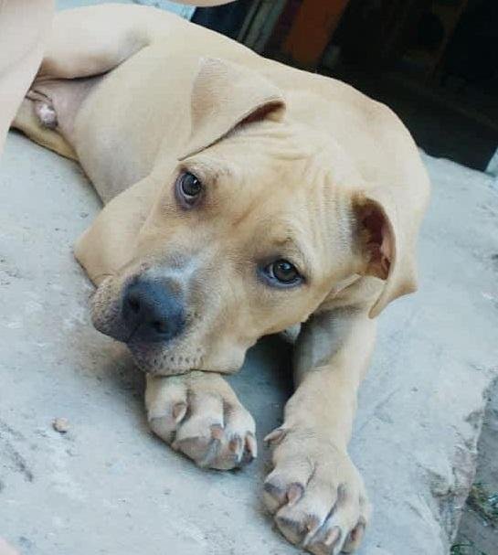 Aprovechan un descuido para huir con un cachorrito