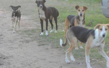 Vacunación antirrábica gratuita en Gonnet: día, hora y consejos para trasladar a la mascota