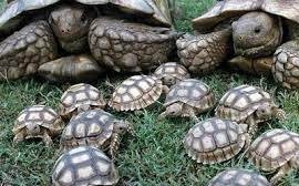 Encuentran 140 tortugas en una casa: sucedió en Tres Arroyos, inician acciones por infracción a la ley  de conservación a la fauna