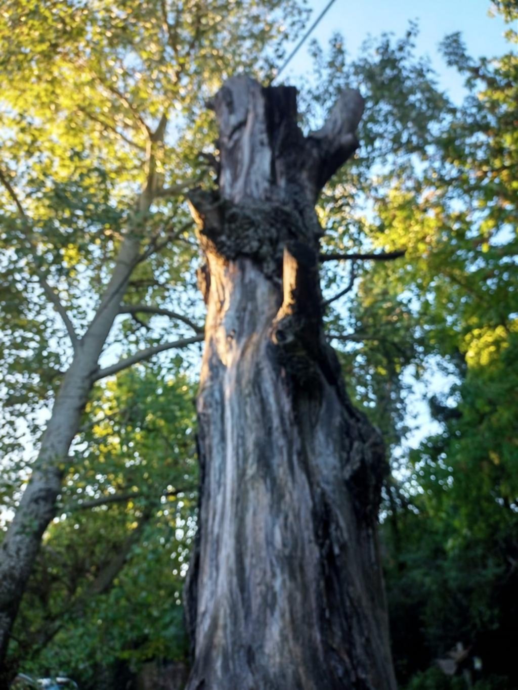 Piden la extracción de un árbol en 490 y 16