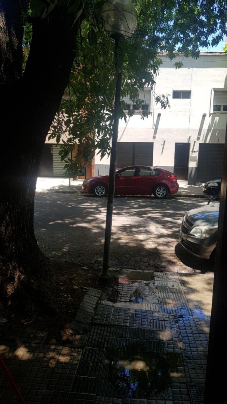 Piden por un árbol añejo con una copa de gran envergadura