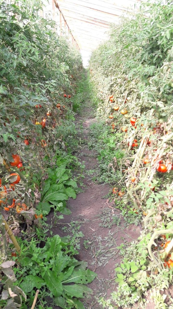 El tomate platense en crisis: caída histórica en la producción y fiesta tradicional suspendida