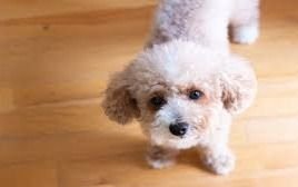 Robaron un caniche toy, pidieron $15 mil de rescate por Facebook y los detuvieron en City Bell