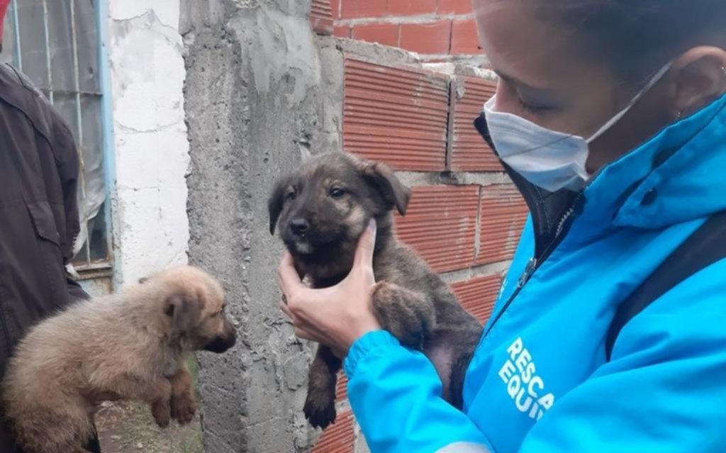 De nuevo, maltrato y un rescate de varios perros