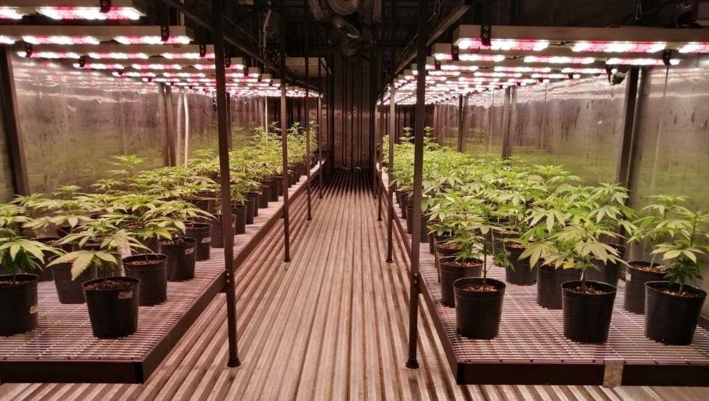 Con aporte platense, inauguran una biofábrica de cannabis medicinal