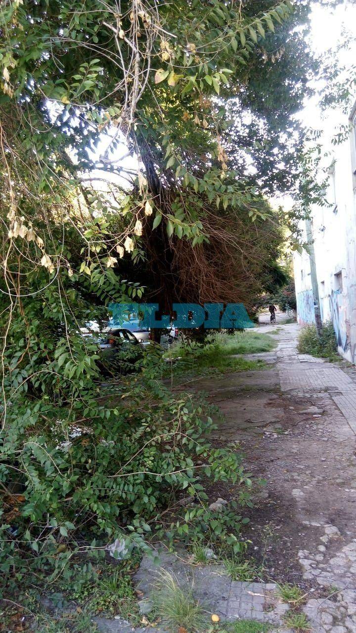 Una "selva marginal" a pasos del Centro:  aseguran que "sólo falta Tarzan"