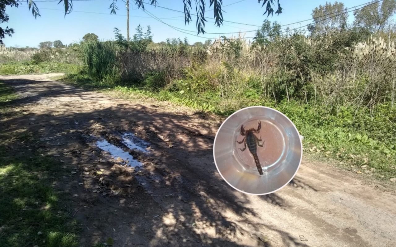 Vecinos de Villa Elvira piden al municipio fumigación y limpieza