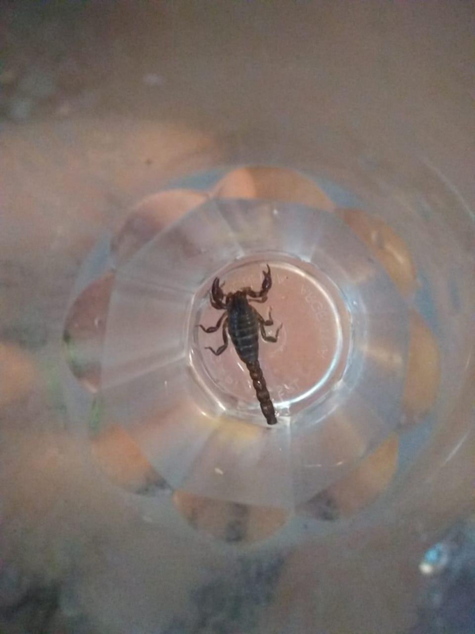 Queja por aparición de alacranes en 5 y 621