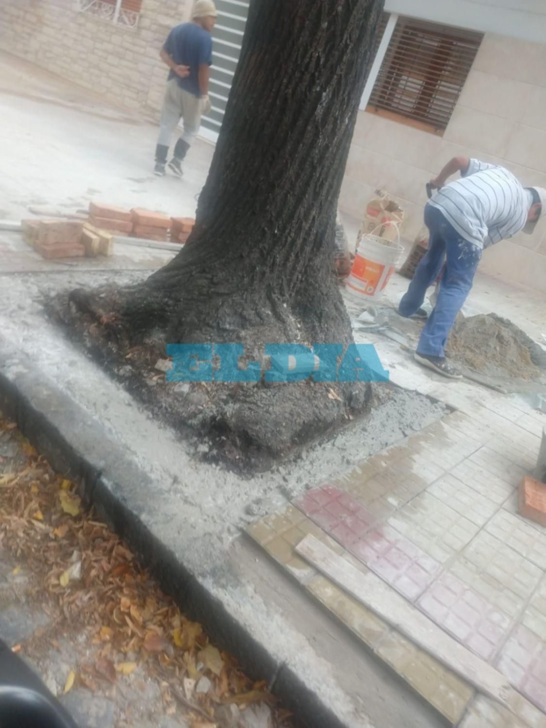 "Rodearon al árbol con cemento para matarlo", denuncian en 10 entre 40 y 41