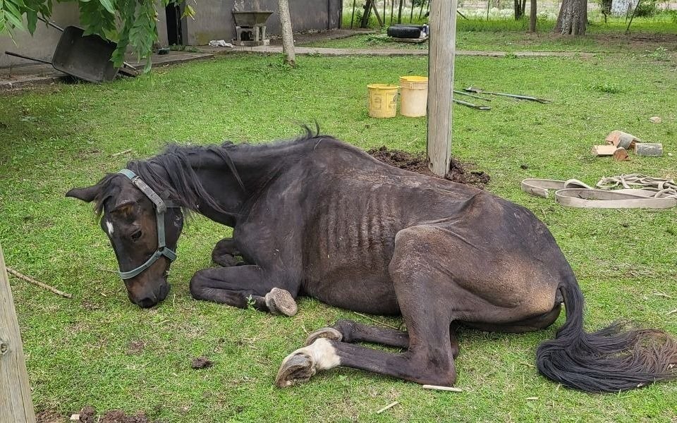Murió Poroto, el caballito de Parque Pereyra sometido a crueldad animal
