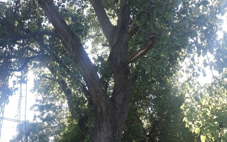 Urgente pedido de poda de árboles con riesgo de caerse y limpieza de zanjón en Villa Elisa
