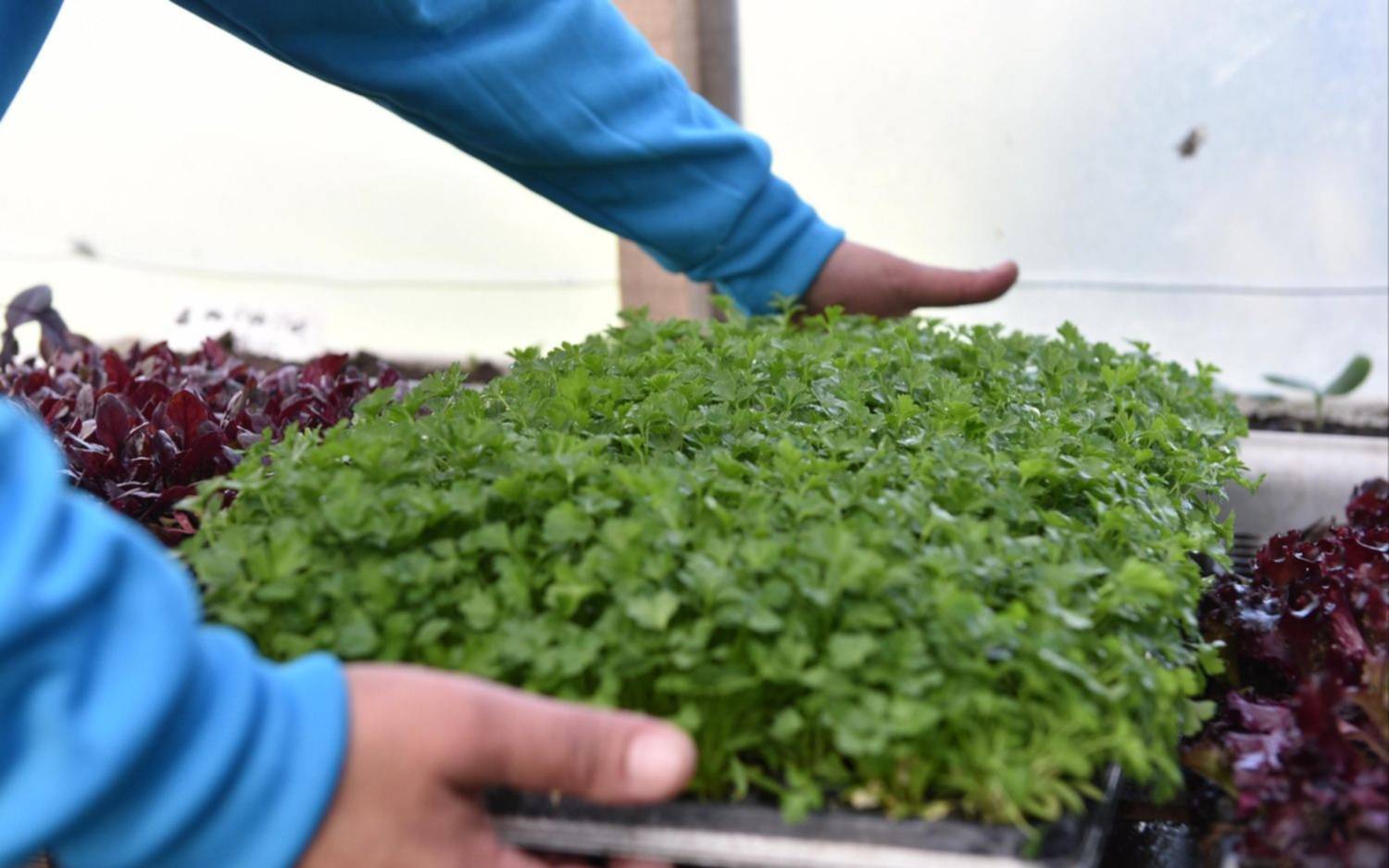 Compostaje, huerta orgánica y caminatas guiadas: una por una, las actividades de marzo en el Parque Ecológico