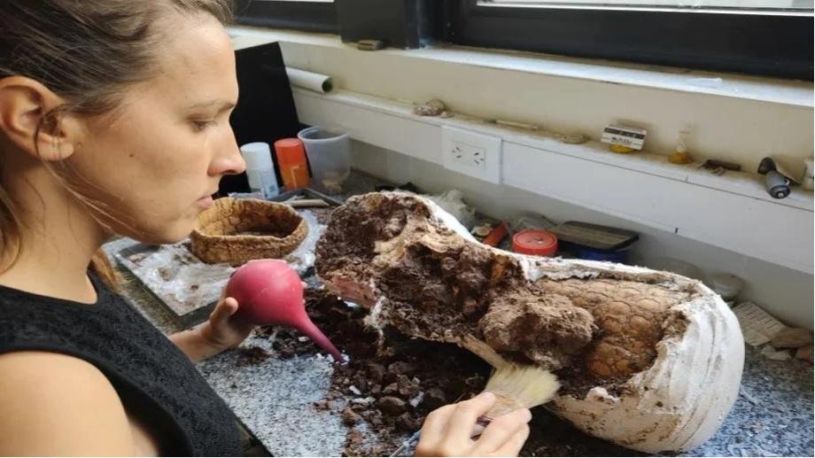 Siguen los hallazgos de gliptodontes en la Costa