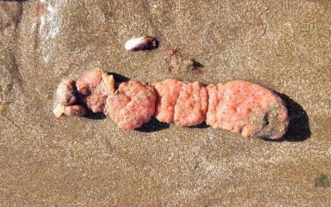 Las papas de mar que sorprendieron en la Costa: qué son y si hay riesgos al tocarlas