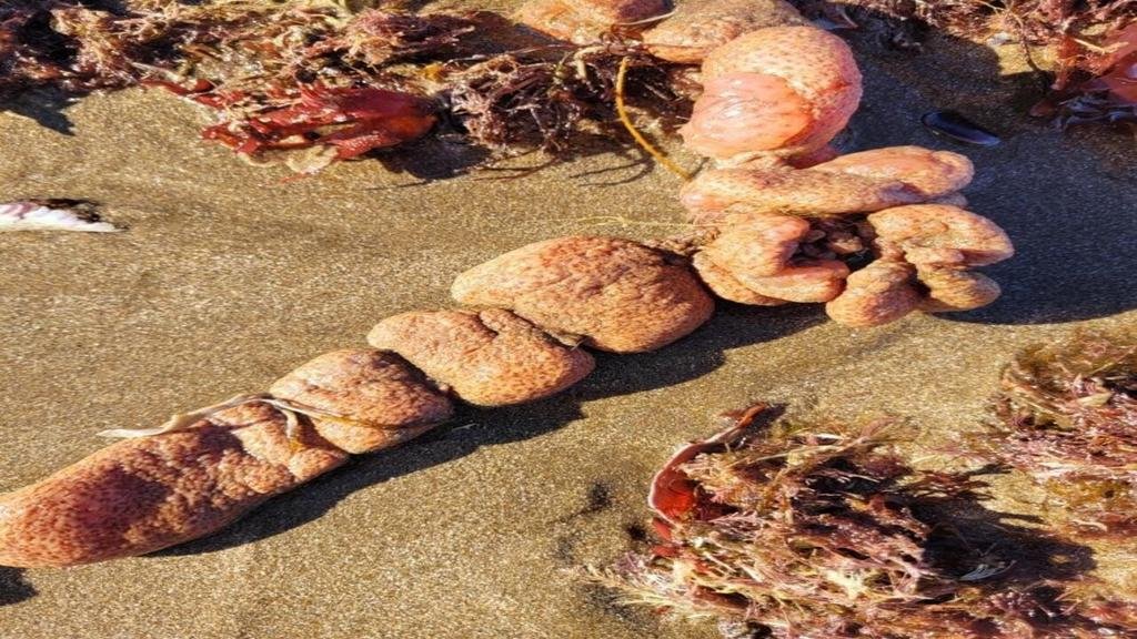 El misterio de las “Papas de Mar” halladas en las playas de la Feliz
