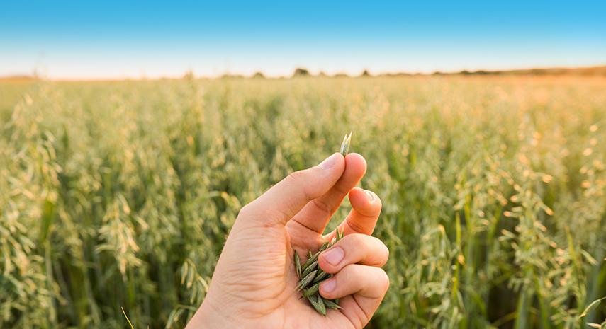 Cambio climático: la avena, una aliada inesperada