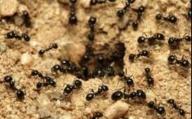 Es biólogo, y pronostica el clima observando el comportamiento de las hormigas