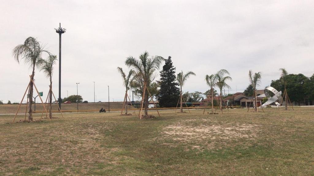 Insisten con plantar las palmeras de la discordia