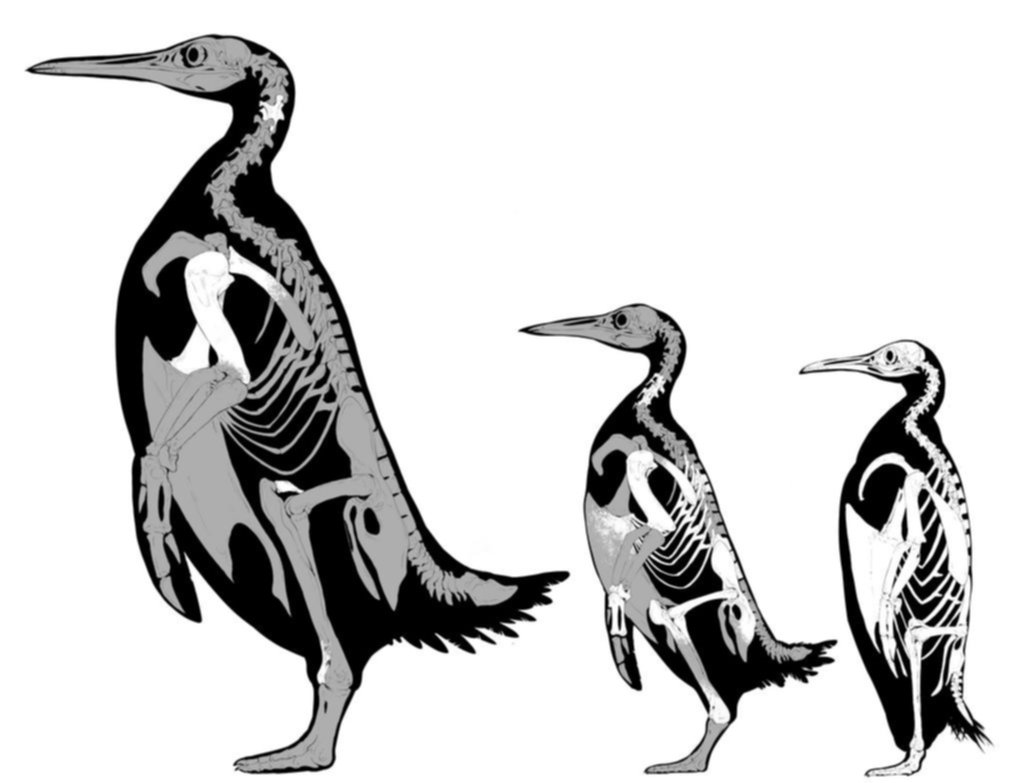 El pingüino más grande de todos vivió hace 60 millones de años