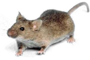 Hantavirus: el primer caso del año