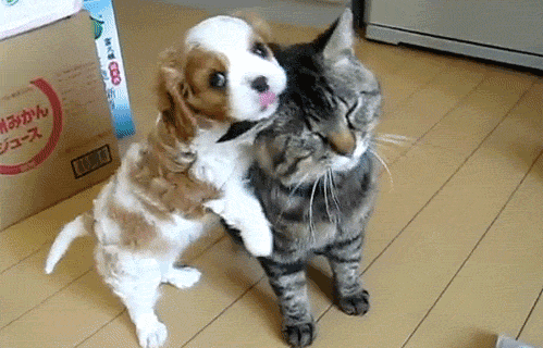 Las mascotas y el calor: tips para proteger a perros y gatos de las altas temperaturas