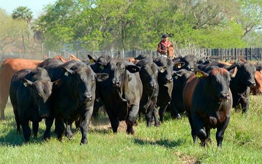 Para la NASA, Argentina tiene balance positivo de carbono