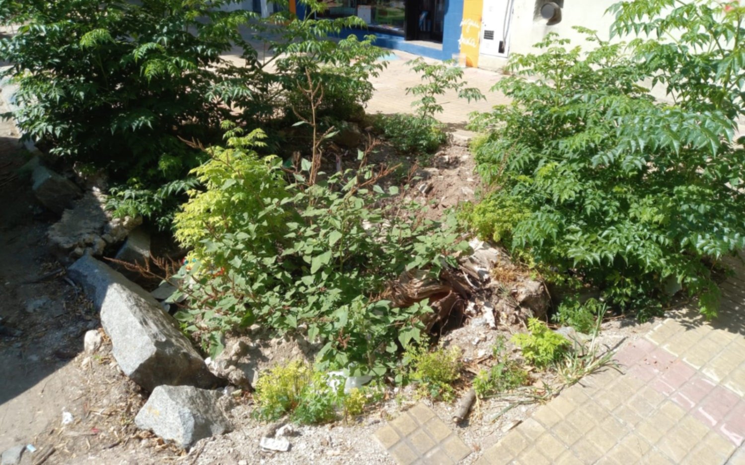 Le sacaron un árbol en la puerta de su casa y le dejaron un pozo gigante: temen por caídas y accidentes