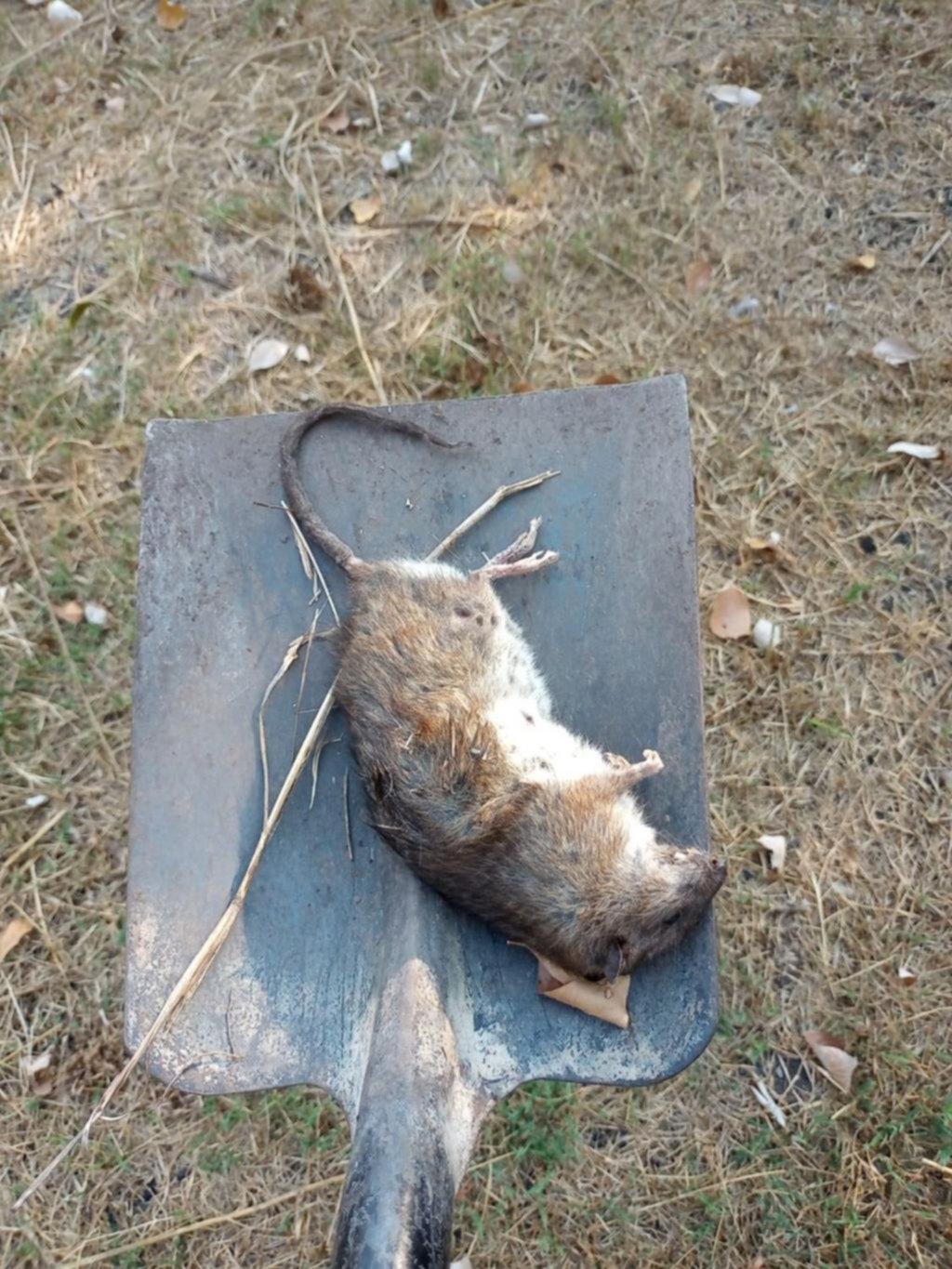 Peligro por roedores en un barrio de la localidad de Olmos
