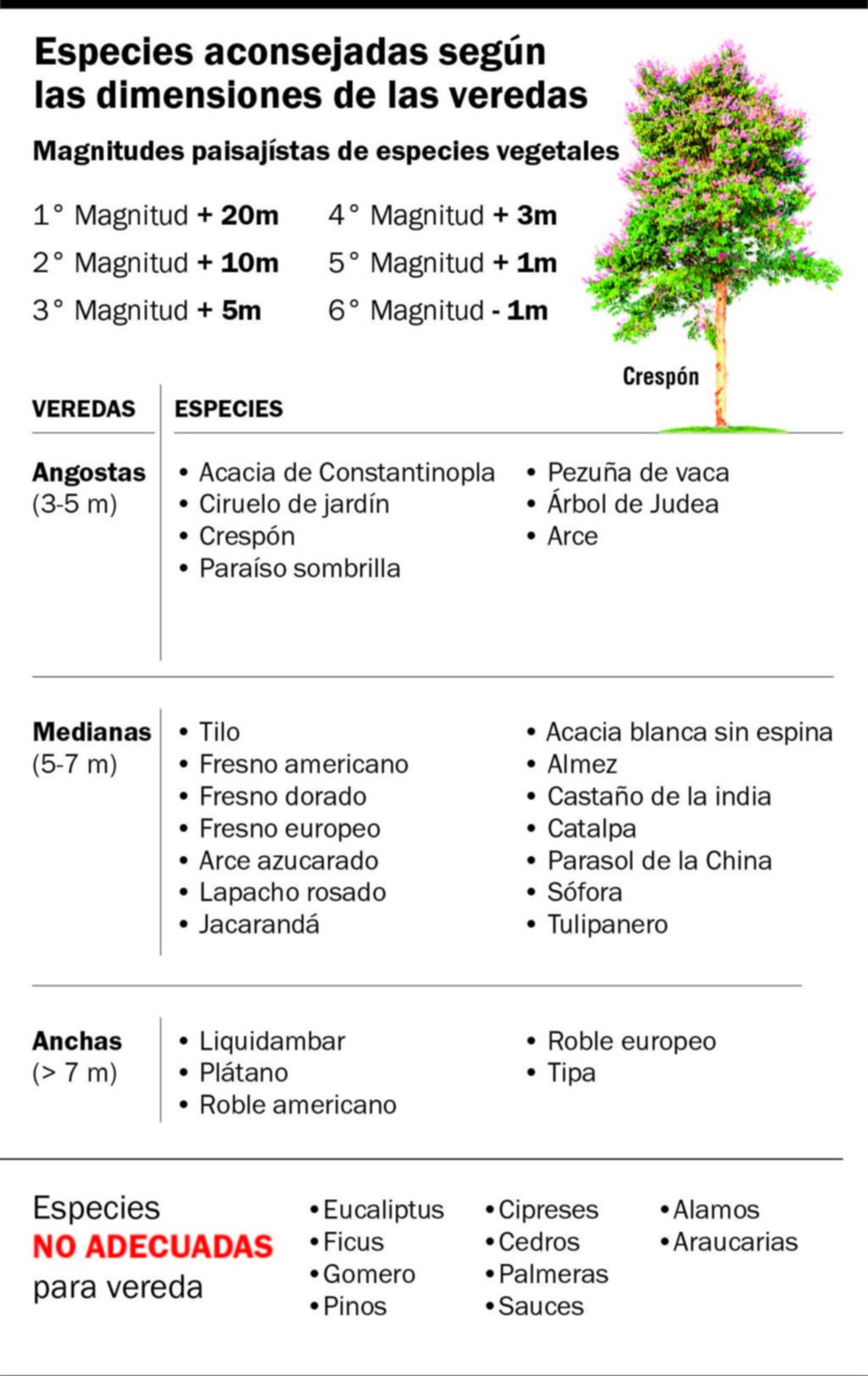 La “ciudad verde”, en rojo: los árboles de La Plata, librados a su suerte
