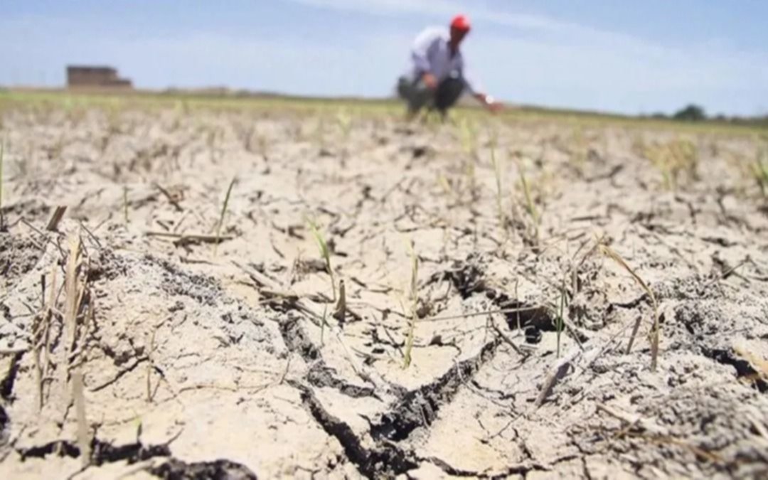 Sequía: declaran la emergencia y desastre agropecuario en La Plata y en otros 63 partidos bonaerenses