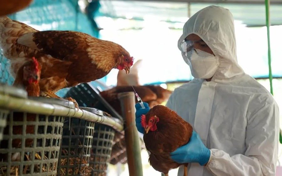 Gripe aviar en Argentina: prohíben ferias y movimiento de aves vivas