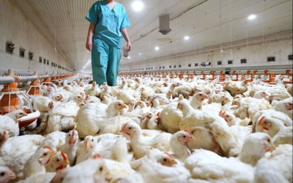 Operativos en La Plata contra la gripe aviar: síntomas, prevención y cuidados