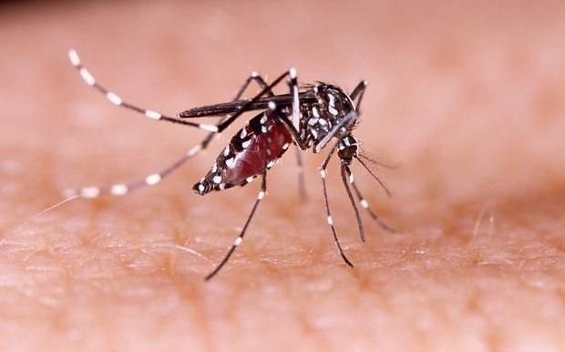 Exponencial crecimiento de casos de dengue en la Provincia