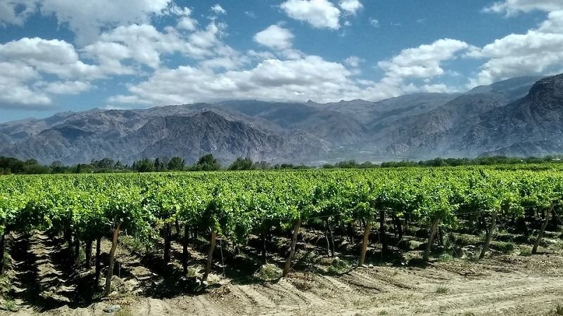 Campaña del vino Fairtrade de Latinoamérica