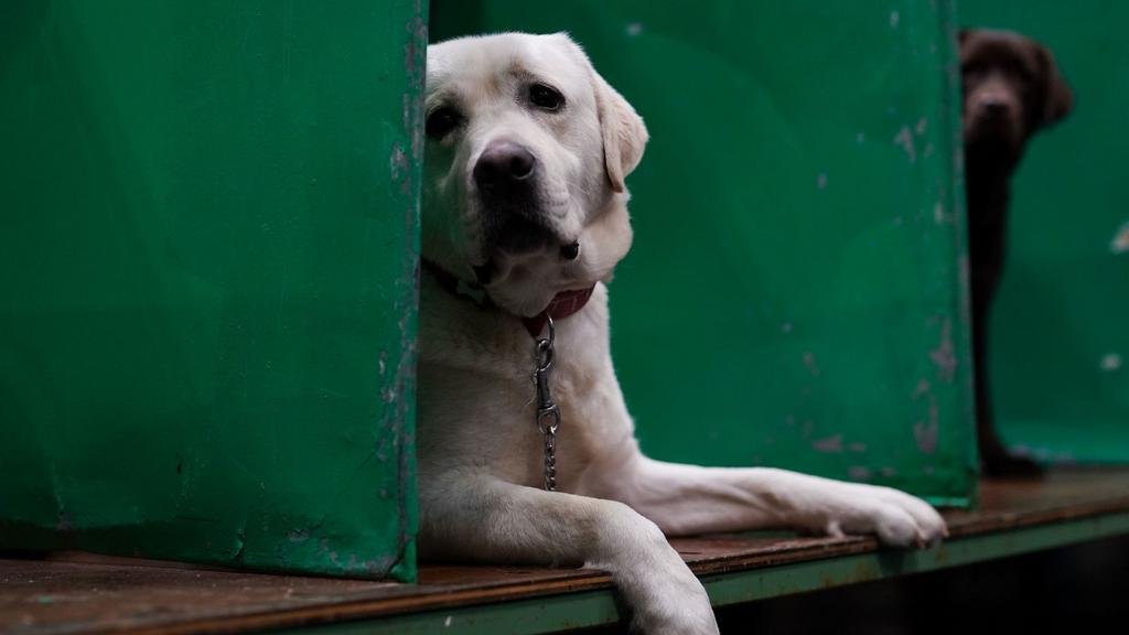 Después de 31 años el Labrador dejó de ser el perro mas popular