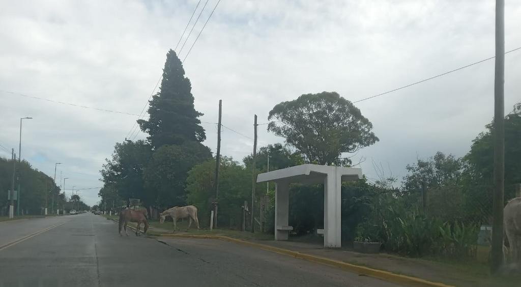 Advierten por caballos sueltos en Montevideo y 47